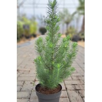 Pinus pinea 'Silver Crest' – Predaj, píniová borovica, strieborné ihličie