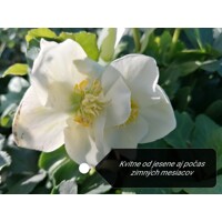 Helleborus Niger 'Christmas Carol' – Posol Vianoc s čistými bielymi kvetmi