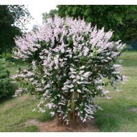 Trojpuk drsný - Deutzia scabra 'Plena'