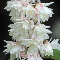 Trojpuk drsný - Deutzia scabra 'Plena'