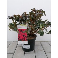 Azalka japonská - Azalea japonica ´Canzonetta´ Co2,5L 20/30