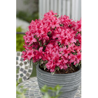 Azalka japonská - Azalea japonica 'SILVER SWORD' - 20/30cm
