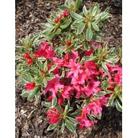 Azalka japonská - Azalea japonica 'SILVER SWORD' - 20/30cm