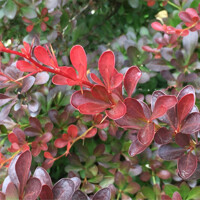  Drá? Thunbergov - Berberis thunbergii ´Bagatelle ´- 15/20cm