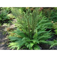 Rebrovka roznolistá - Blechnum spicant Co1.7L