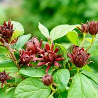Sazaník kvetnatý - Calycanthus floridus  25/30cm