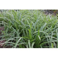 Ostrica japonská - Carex morrowii ´ICE DANCE´