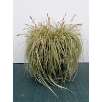 Ostrica ošimenská - Carex oshimensis 'Evergold'