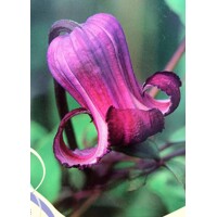 Plamienok - Clematis 'Little Mermaid'  Veľkosť: 40+  ,  RK2