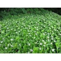 Drie? kanadský - Cornus canadensis' - 20/30cm