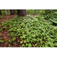 Drie? kanadský - Cornus canadensis' - 20/30cm