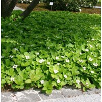 Drie? kanadský - Cornus canadensis' - 20/30cm