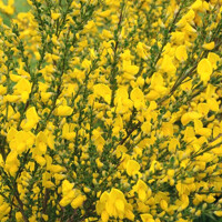 Zanovä? - Cytisus praecox  'Luna ' - 30/40cm