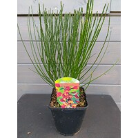 Zanovä? - Cytisus praecox  'Luna ' - 30/40cm