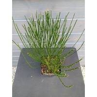 Zanovä? - Cytisus praecox  'Luna ' - 30/40cm
