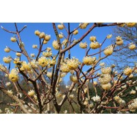 Edgeworthia zlatá - Edgeworthia chrysantha ´Grandiflora´ - 30/40