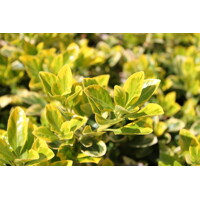 Bršleň - Euonymus japonicus ´Aureomarginatus´  Co2,5L 20/30