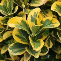 Euonymus japonicus ‘Aureus’  Co2,5L  20/30
