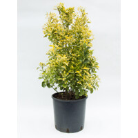 Euonymus japonicus ‘Aureus’  Co2,5L  20/30