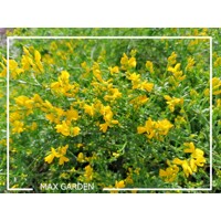 Kru?inka lýdijská - Genista lydia -  20/30cm