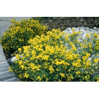 Kru?inka lýdijská - Genista lydia -  20/30cm
