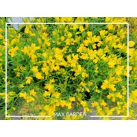 Kru?inka lýdijská - Genista lydia -  20/30cm
