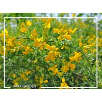 Kru?inka lýdijská - Genista lydia -  20/30cm