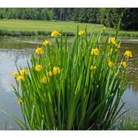 Kosatec žltý - Iris pseudacorus