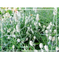 Levanduľa úzkolistá - Lavandula angustifolia 'White Fragrance'  P12
