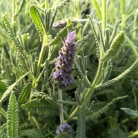 Levandu?a zubatá - Lavandula dentata
