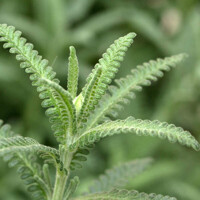 Levandu?a zubatá - Lavandula dentata