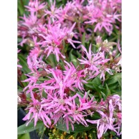 Kukučka lúčna - Lychnis flos-Cuculi ´Nana´ P9