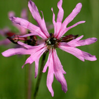 Kukučka lúčna - Lychnis flos-Cuculi ´Nana´ P9