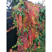Pavini? trojlalo?ný Veitchii - Parthenocissus tricuspidata ´Veitchii´ 40+ vyväzovaná