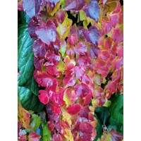 Pavini? trojlalo?ný Veitchii - Parthenocissus tricuspidata ´Veitchii´ 40+ vyväzovaná