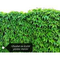 Pavini? trojlalo?ný Veitchii - Parthenocissus tricuspidata ´Veitchii´ 40+ vyväzovaná
