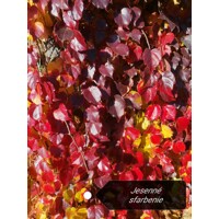 Pavini? trojlalo?ný Veitchii - Parthenocissus tricuspidata ´Veitchii´ 40+ vyväzovaná