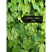 Pavini? trojlalo?ný Veitchii - Parthenocissus tricuspidata ´Veitchii´ 40+ vyväzovaná