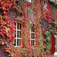 Pavini? trojlalo?ný Veitchii - Parthenocissus tricuspidata ´Veitchii´ 40+ vyväzovaná