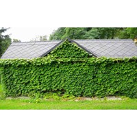 Pavini? trojlalo?ný Veitchii - Parthenocissus tricuspidata ´Veitchii´ 40+ vyväzovaná