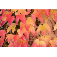 Pavini? trojlalo?ný Veitchii - Parthenocissus tricuspidata ´Veitchii´ 40+ vyväzovaná