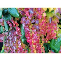Pavini? trojlalo?ný Veitchii - Parthenocissus tricuspidata ´Veitchii´ 40+ vyväzovaná