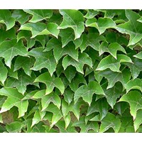 Pavini? trojlalo?ný Veitchii - Parthenocissus tricuspidata ´Veitchii´ 40+ vyväzovaná