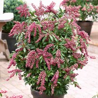 Pieris japonský - Pieris japonica 'Passion PBR' - 20/30cm