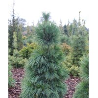 Pinus Nigra ´Bambino´  Co15L  KM70/80 d40-45