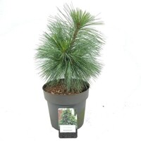 Pinus Nigra ´Bambino´  Co15L  KM70/80 d40-45