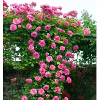 Ruža popínavá - Rosa ´Pink Cloud´ - sv.ružová Co4L