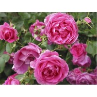 Ruža popínavá - Rosa ´Pink Cloud´ - sv.ružová Co4L