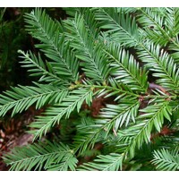 Sekvoja vždyzelená - Sequoia sempervirens - 150/175cm