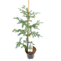 Sekvoja vždyzelená - Sequoia sempervirens - 150/175cm